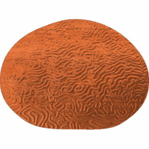 Brain Coral